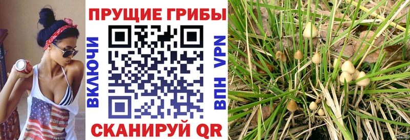 Псилоцибиновые грибы Psilocybine cubensis  Эртиль 